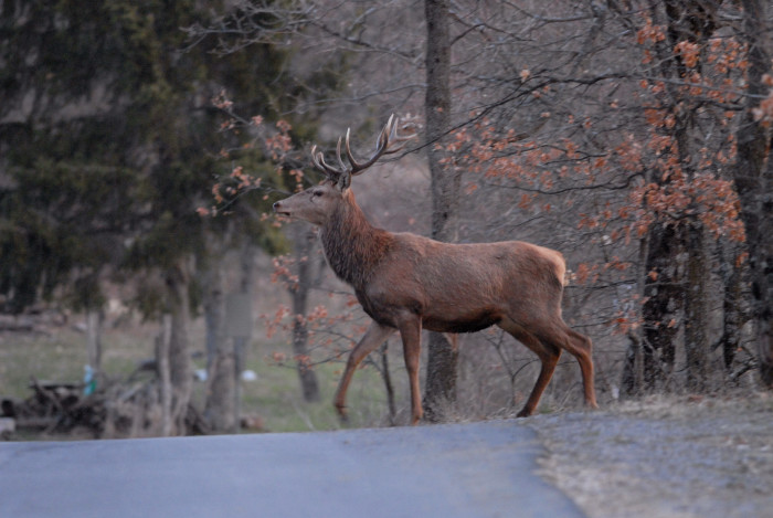 PASSIONE PER IL CERVO